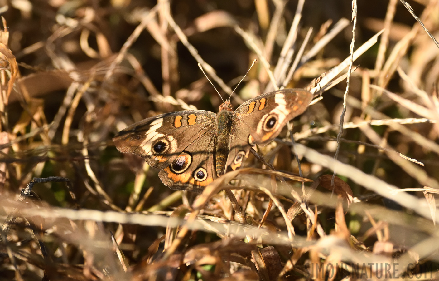 Junonia coenia [400 mm, 1/2000 Sek. bei f / 7.1, ISO 1600]